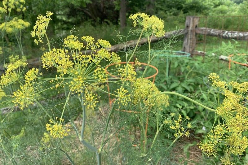 Do not turn dill into a tick barrier or pesticide target