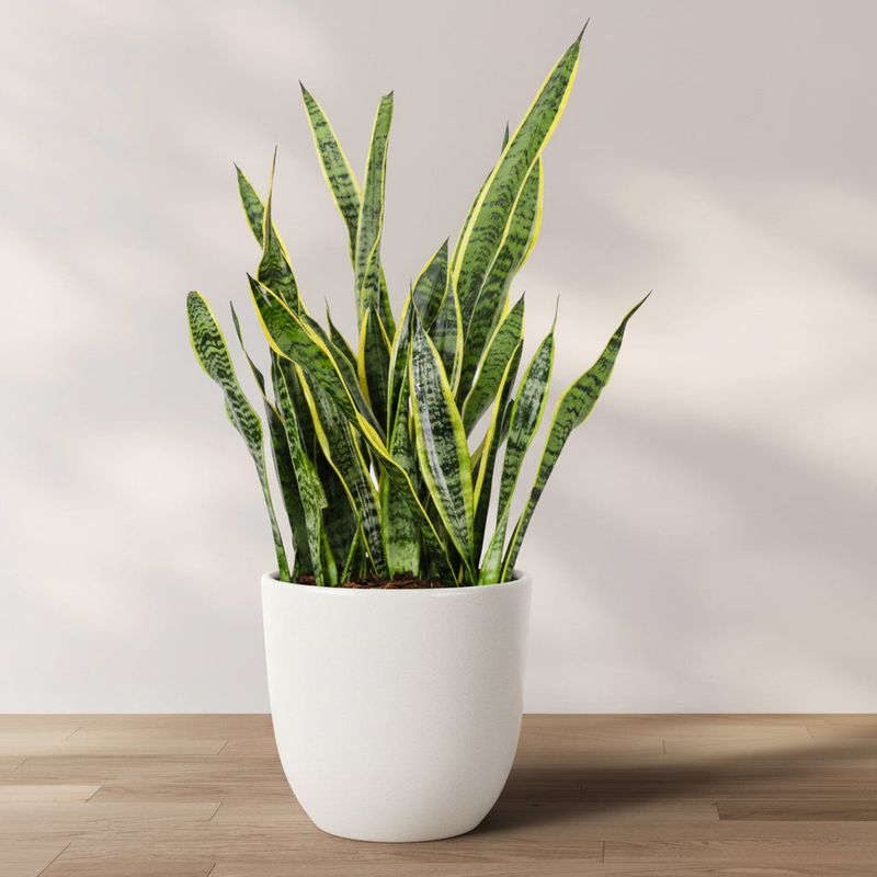 Snake Plant (Sansevieria trifasciata)