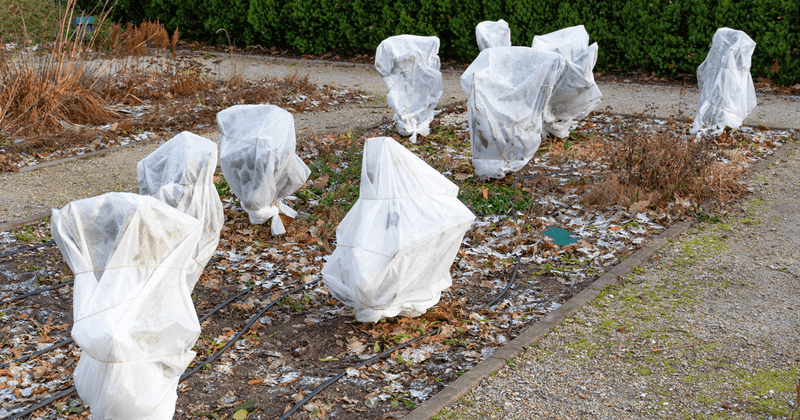 Protect Against Late Frosts