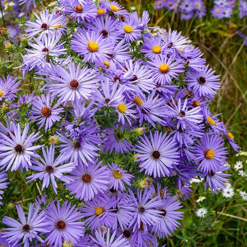 Aromatic Aster (Symphyotrichum oblongifolium)