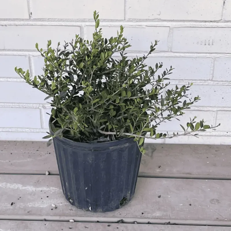 Choose a roomy pot with good drainage
