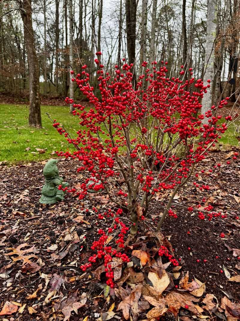 Winterberry Holly (Ilex verticillata)