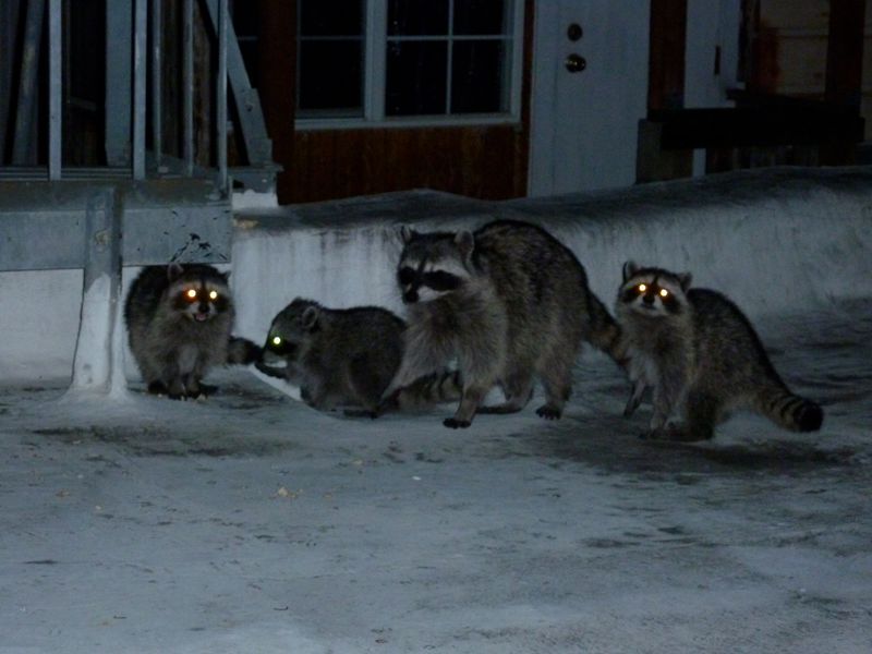 Nighttime activity is normal, but a visit does not explain itself