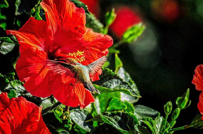 Hibiscus