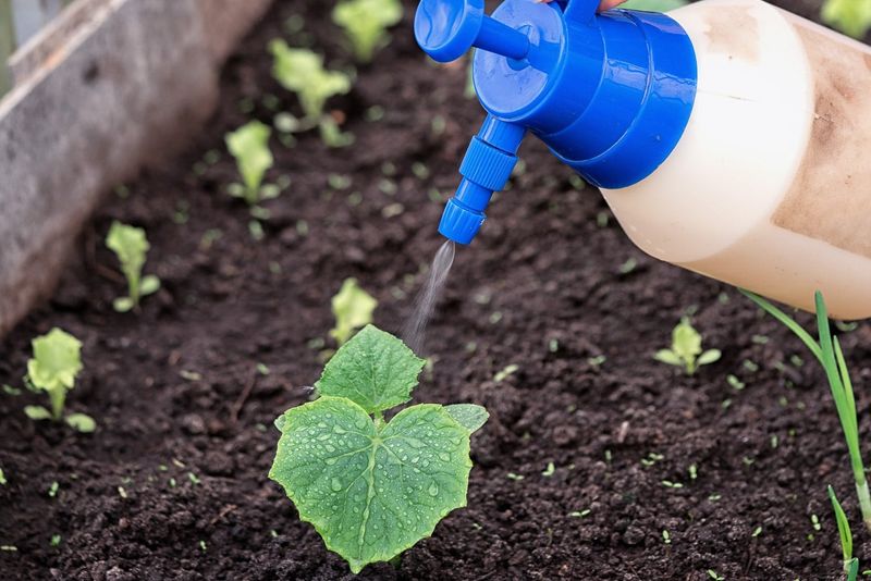 Optimize Fertilization for Growth and Fruiting
