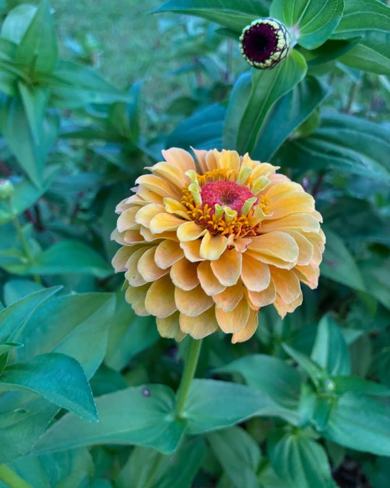 Use petals and stem firmness together