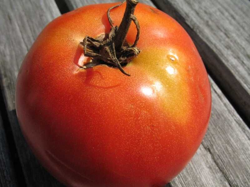 Nutrient Imbalance With Nitrogen And Potassium