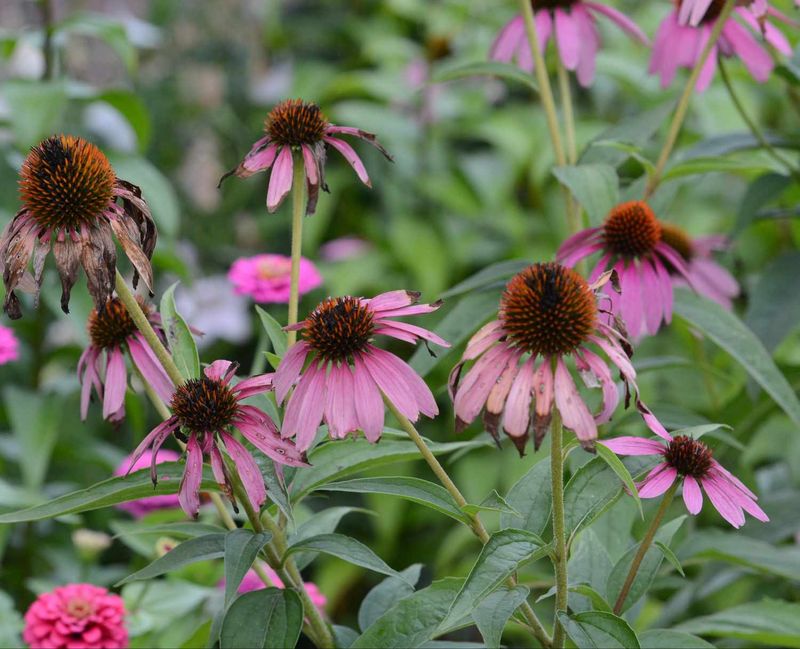 Stop Deadheading in Late Summer
