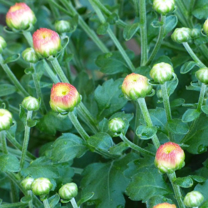 The Pinching Window Closes Before Flower Buds Appear
