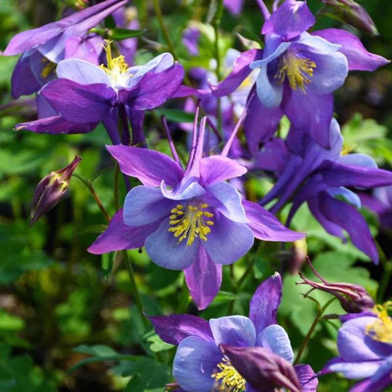 Columbine (Aquilegia)