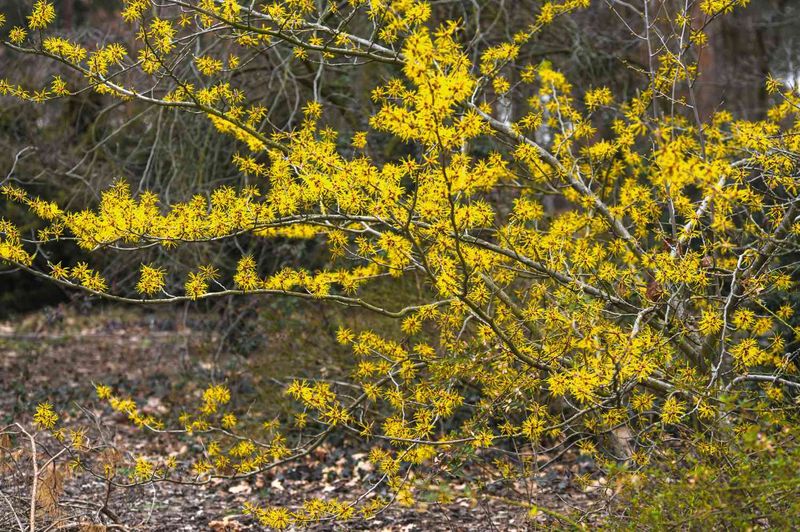 Steady establishment care supports growth but cannot guarantee October flowers
