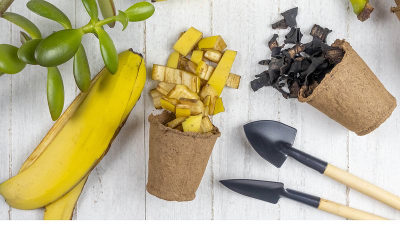 Use banana peels to build soil, not to promise a rescue
