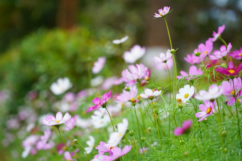Cosmos