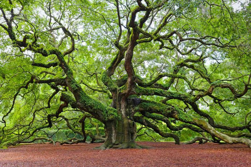 Can your yard give a canopy tree enough room?