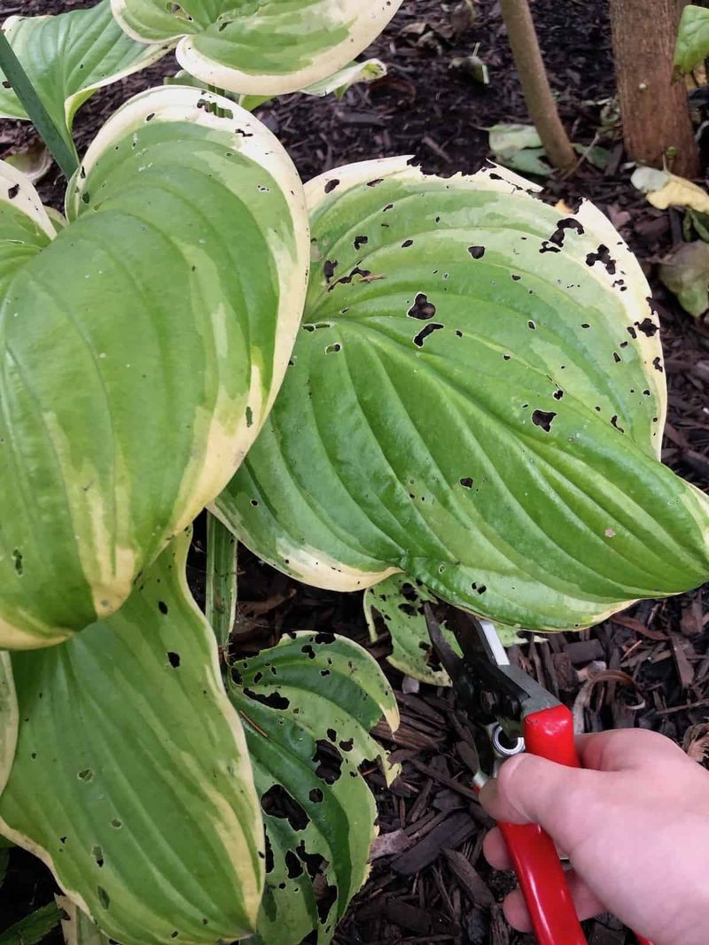 Prune Damaged Leaves