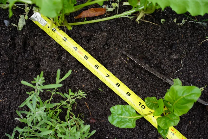 Start with the spacing that your cabbage actually needs