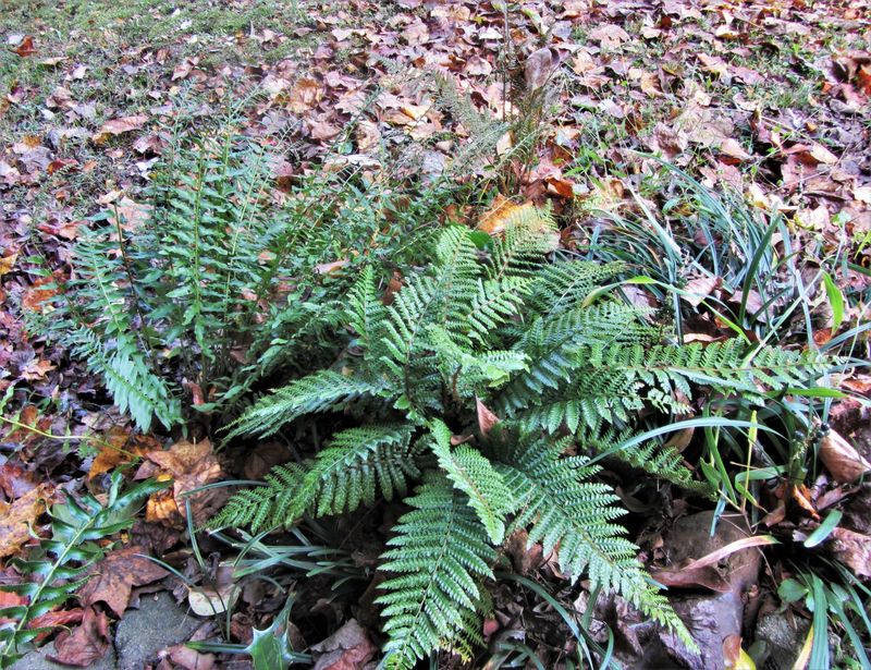 Christmas Fern