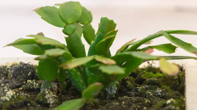 Check the potting mix before watering a limp plant