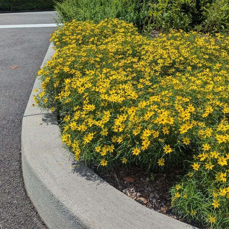 Coreopsis (Coreopsis spp.)