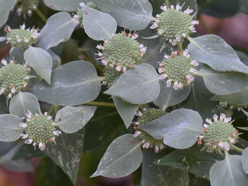 Verify which mountain mint you are buying