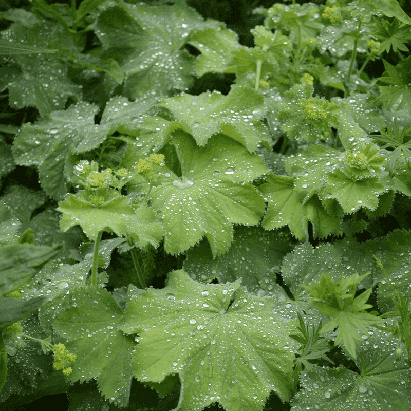 Lady's Mantle