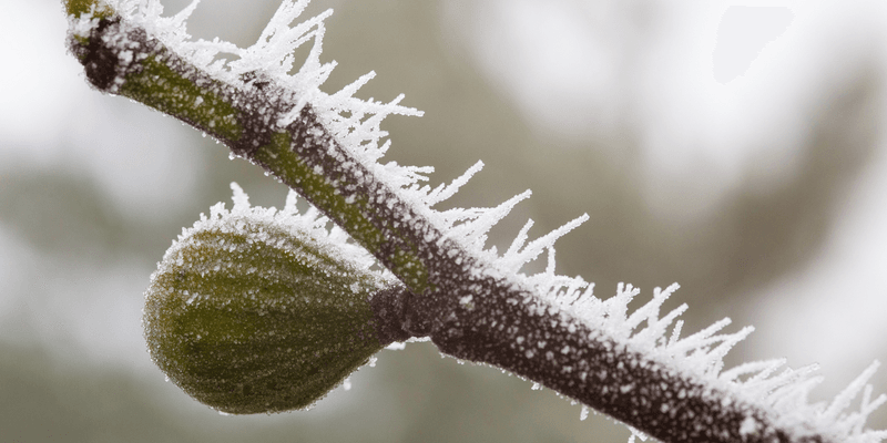 Frost Changes the Fruit Outlook, Not the Tree’s Hardiness