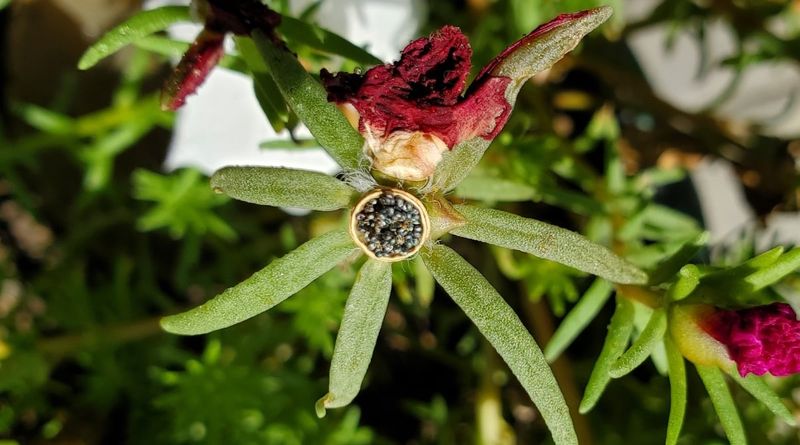 Plant after frost and handle seedlings carefully