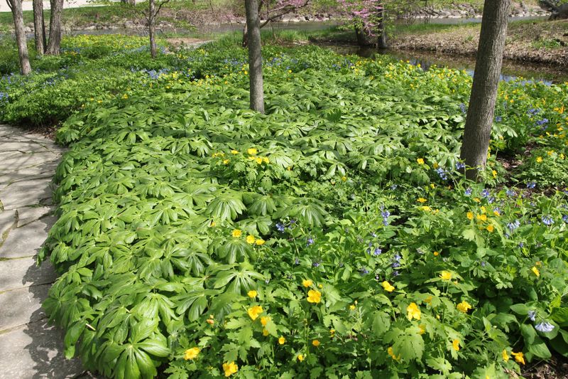 Mayapple