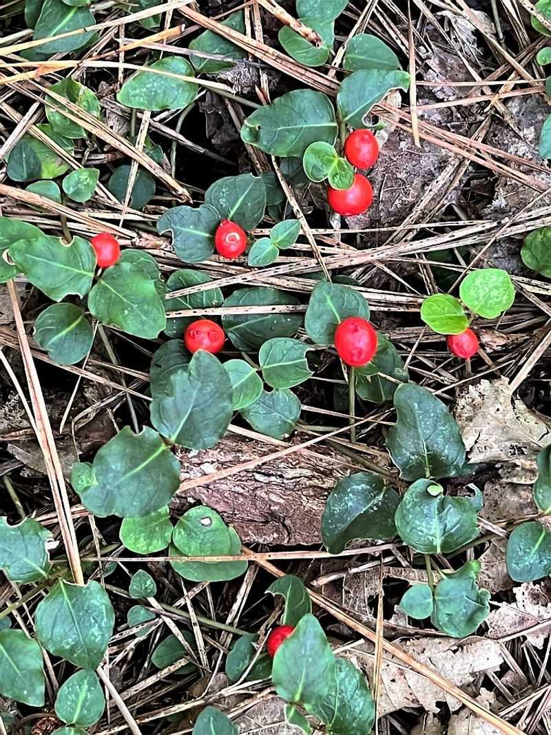 Let the berries support wildlife, not risky claims