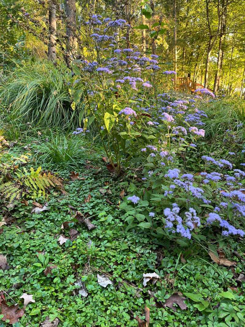 Match the plant to your North Carolina site