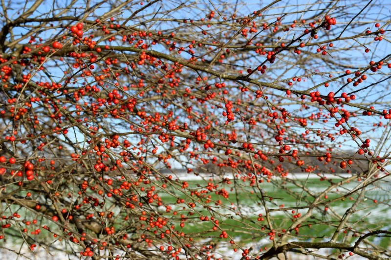 Possumhaw Holly (Ilex decidua)