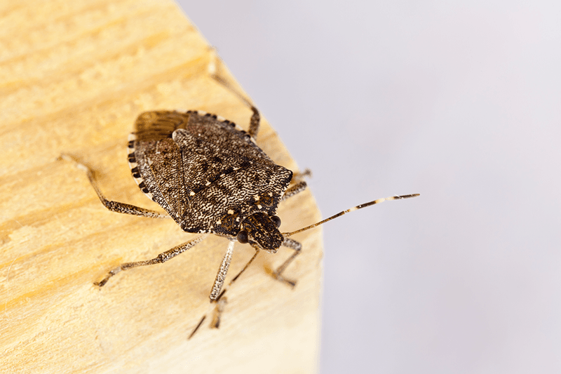 A fall leaf sweep is not proven to prevent next summer’s damage