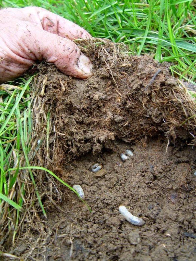 Check beneath the turf before considering grub control