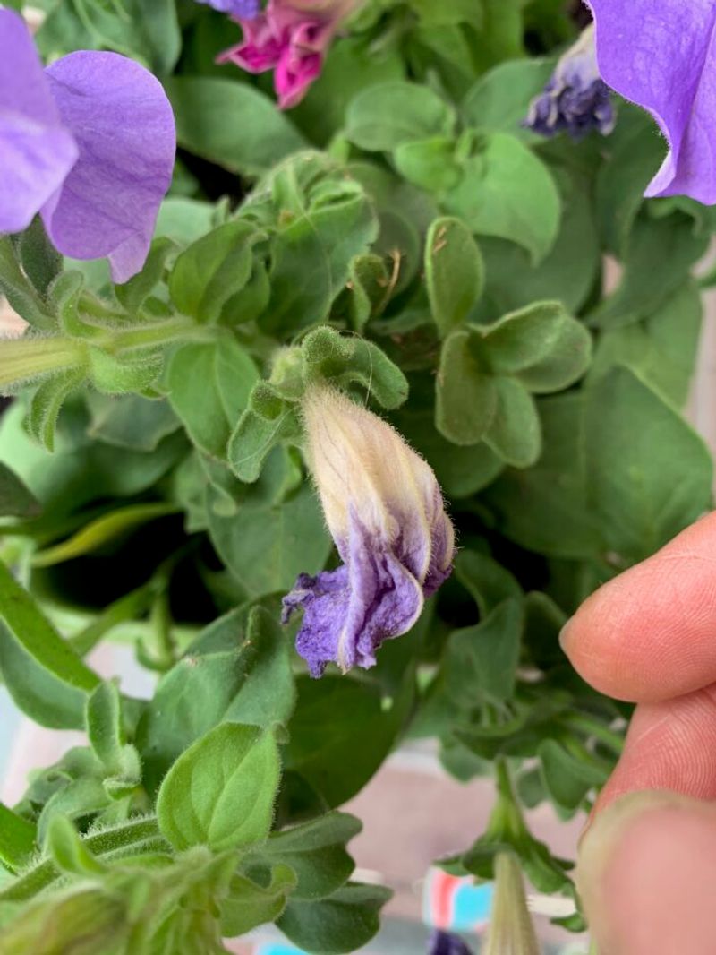 The petals are not the whole spent flower