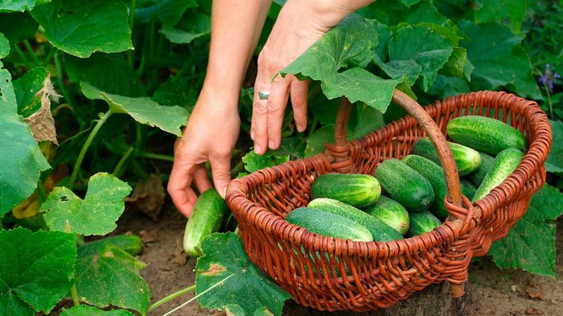 Harvest Frequently and at the Right Time