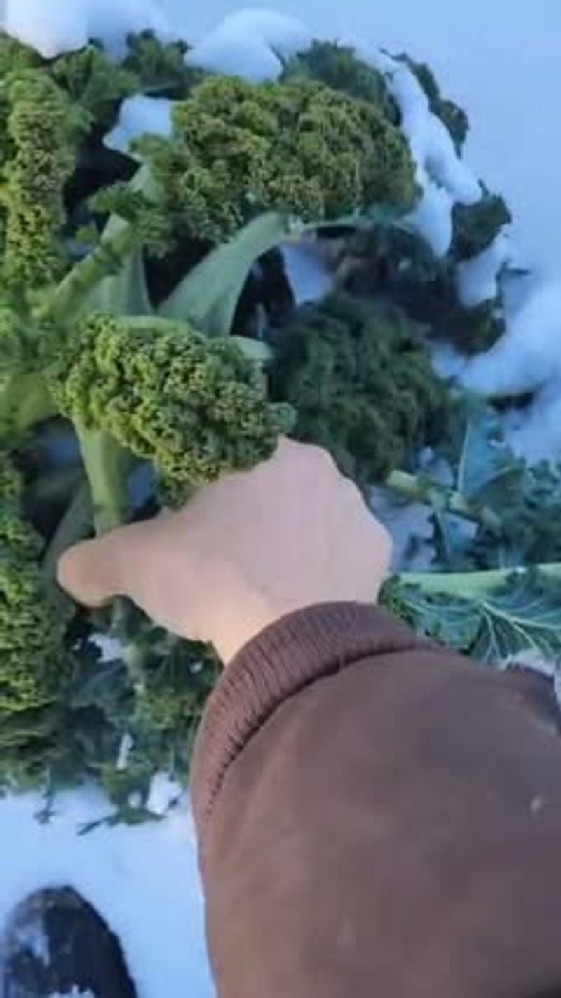 Plan to cook leaves that have frozen