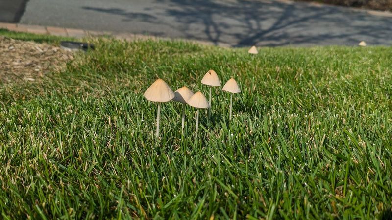Most lawns do not need treatment for mushrooms alone