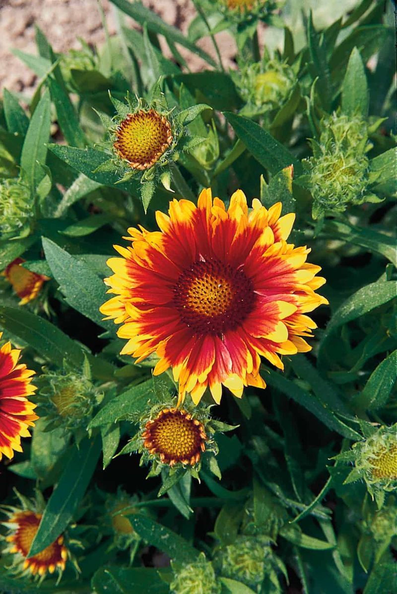 Gaillardia (Blanket Flower)