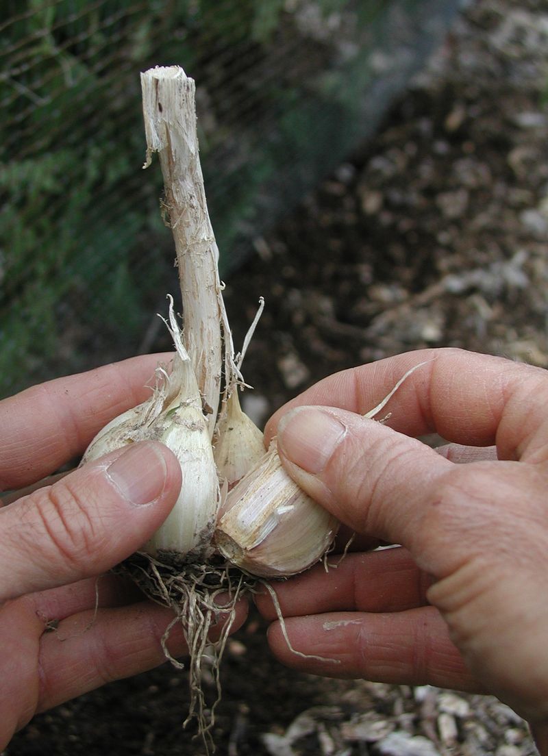 Crack Bulbs Apart Right Before Planting