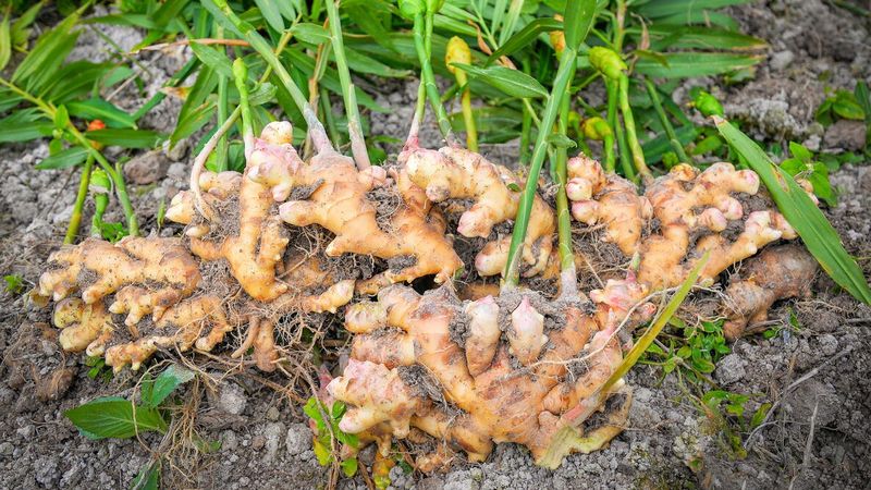 Harvest at the Stage That Suits Your Plan