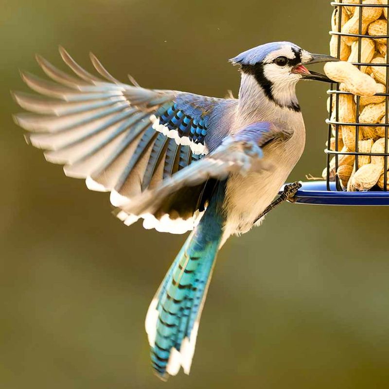Blue Jay