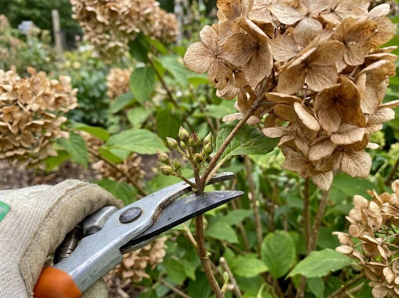 Treat late summer as a pruning warning, not a bloom deadline