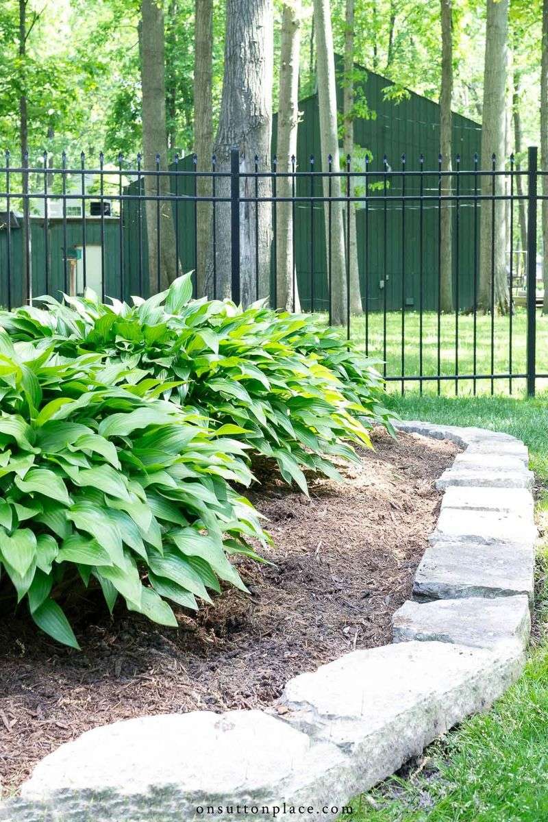 Match September Care to the Hosta in Front of You