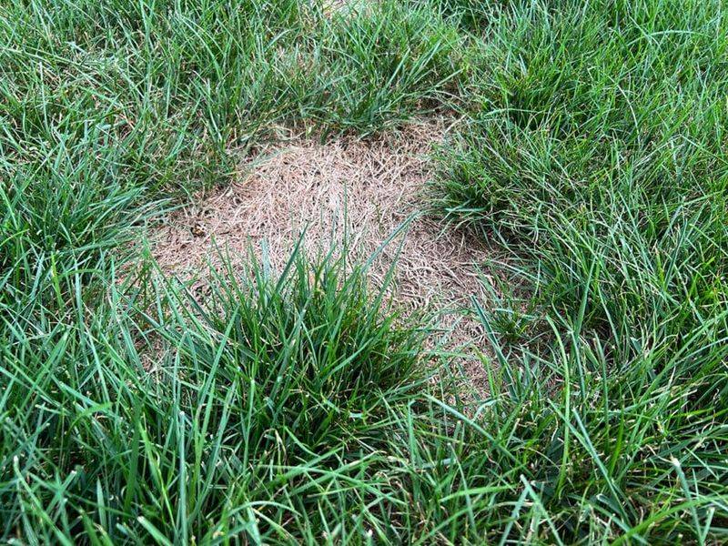 Yellow or Brown Patches That Won't Go Away