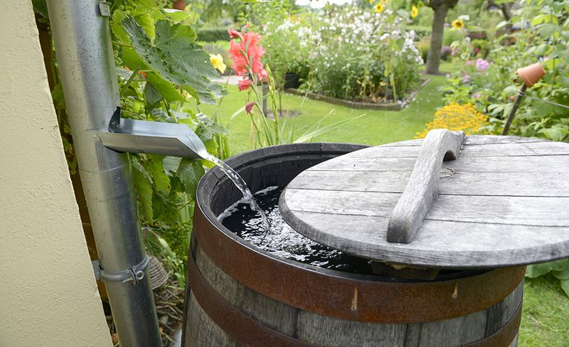Collect Rainwater for a Free, Plant-Friendly Supply