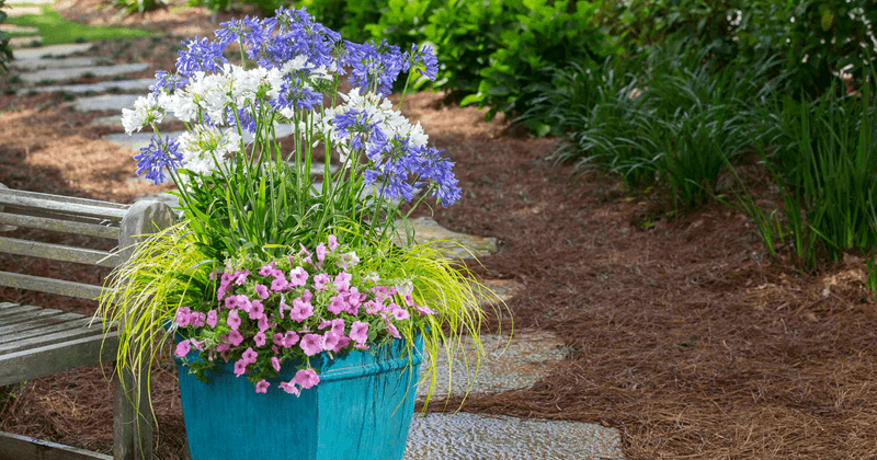 Match the plant to the site, then give it time