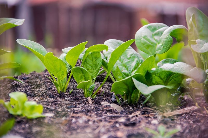 Keep the seedbed evenly moist during germination and establishment