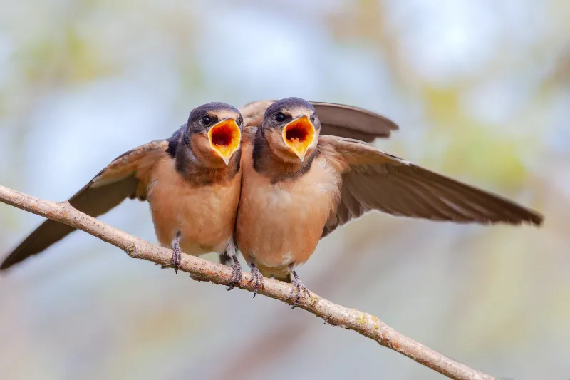 Swallows
