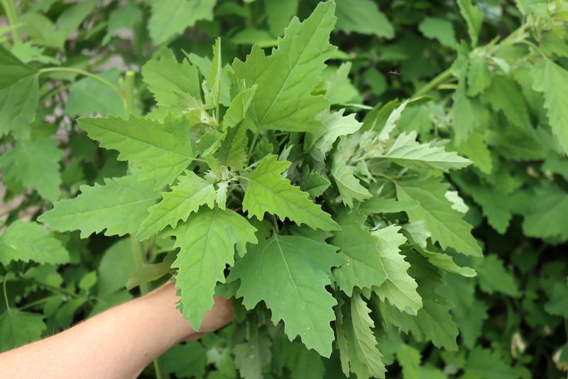 Lambsquarters (Chenopodium album)