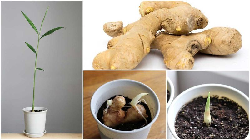 Start With a Plump Rhizome and a Growth Bud
